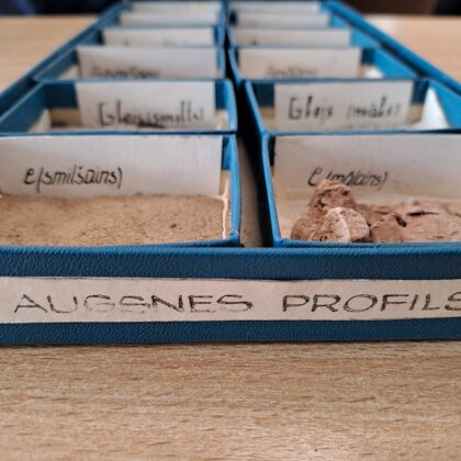 Augsnes profils