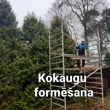 Skujeņu formēšana