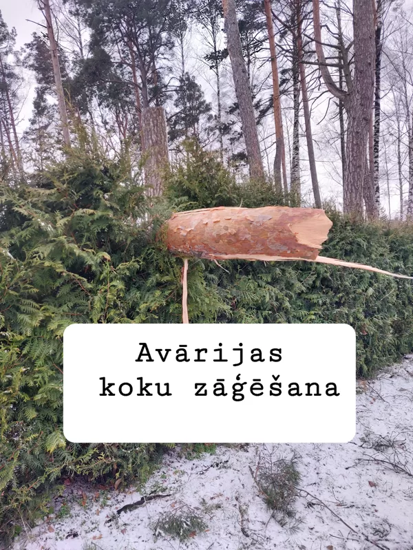 Avārijas koku zāģēšana