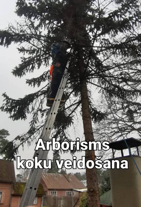 Koku ciršana & arboristi