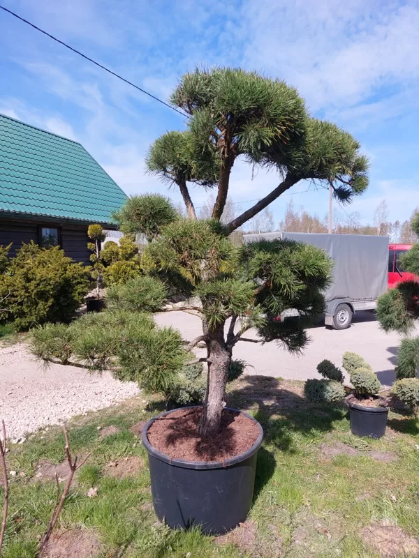 Aivars Zvidris  Gardener – horticulture specialist, landscape design and technical mainten