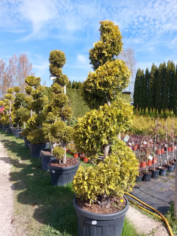 Aivars Zvidris  Gardener – horticulture specialist, landscape design and technical mainten