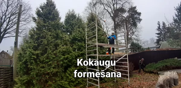 Skujeņu formēšana